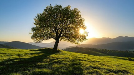 A lone tree stands sentinel on a grassy hill at sunrise.