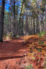 Hiking trail in the autumn forest, National park of Sierra de Las Nieves, Spain