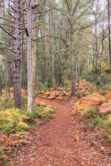 Hiking trail in the autumn forest, National park of Sierra de Las Nieves, Spain
