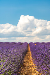 Vibrant Lavender Fields in Brihuega, Spain during Summer