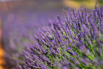 Vibrant Lavender Fields in Brihuega, Spain during Summer