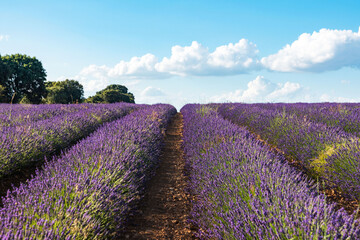 Stunning Lavender Fields in Brihuega, Spain During Summer