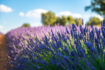 Beautiful Lavender Fields in Brihuega, Spain during Summer