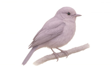 Obraz premium Studio shot featuring a pink bird gracefully perching on a branch, isolated against a transparent background for versatile use
