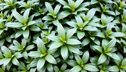 Obraz premium Lush Green Foliage with Overlapping Broad Leaves