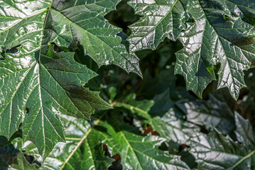 Close-Up of Green Shiny Leaves in Daylight