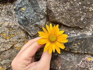 Bright yellow daisy flower in hand with textured stone wall background