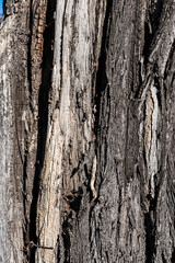 Detailed view of tree bark displaying varied textures and earthy tones, emphasizing natural beauty. 