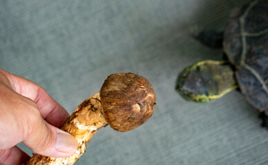 松茸と好奇心いっぱいのヌマガメ