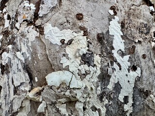 Close up of old tree bark with cracked surface and natural texture details