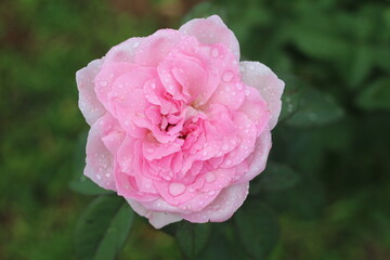 Beautiful roses in the garden
