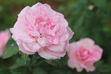 Beautiful roses in the garden