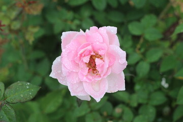 Beautiful roses in the garden