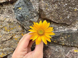 Bright yellow daisy flower in hand with textured stone wall background