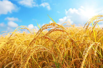 黄金色に実る稲穂と青空の風景