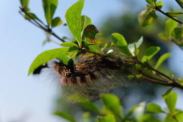 Close-up of a hairy caterpillar on a green leaf with a natural background. Detailed macro image showing the texture and colors of the insect in its natural habitat