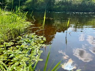 Calm riverbank with green grass water plants and reflections on the water surface