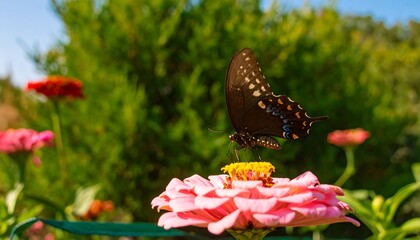 A black swallowtail butterfly rests delicately on a vibrant pink zinnia flower.