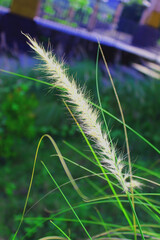 Close-Up of Wild Grass Flower with Soft Green Background