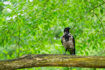 Beautiful eagle bird with beige belly and black chest perched