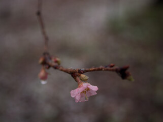 霙の降る12月に咲いた桜「アーコレード」