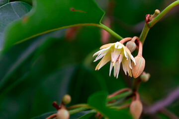 Close-up of Mimusops elengi flowers or Bokul blooming on a tree.