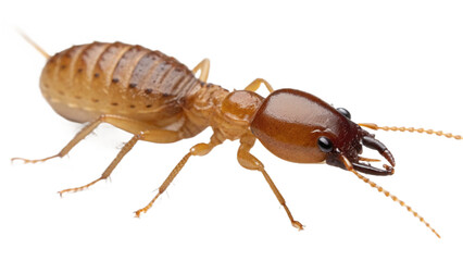 Close up shot of a termite with visible mandibles and segmented antennae on a black background vreated with genrated ai
