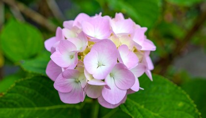 Obraz premium Close-up view of a vibrant pink and white hydrangea flower head, showcasing delicate petals and a soft, natural beauty.