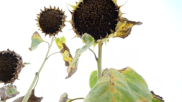 sunflower field ready for harvest