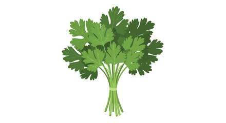 Illustration of Vibrant Green Cilantro Bunch on White Background Depicting Culinary Herb