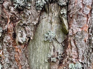 Natural tree bark with green lichen detail close up texture