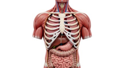 Human Anatomy Torso Muscles Bones Organs