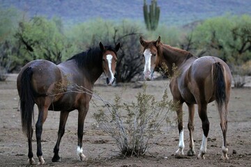 Obraz premium Wild Horses in the Desert