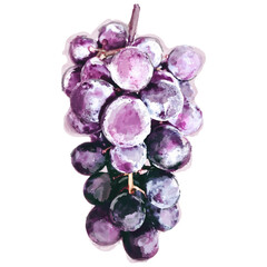 水彩で描いた葡萄の絵