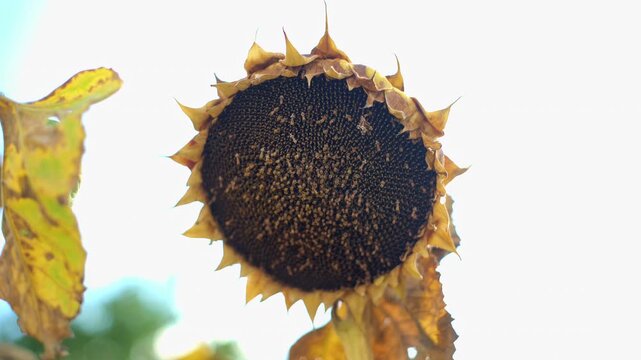 sunflower field ready for harvest