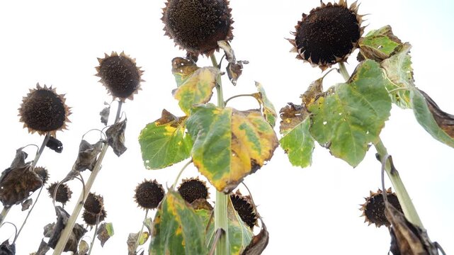 sunflower field ready for harvest