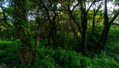 Fototapeta premium Lush green foliage blankets a dense woodland area, showcasing intertwining trees and abundant vegetation.