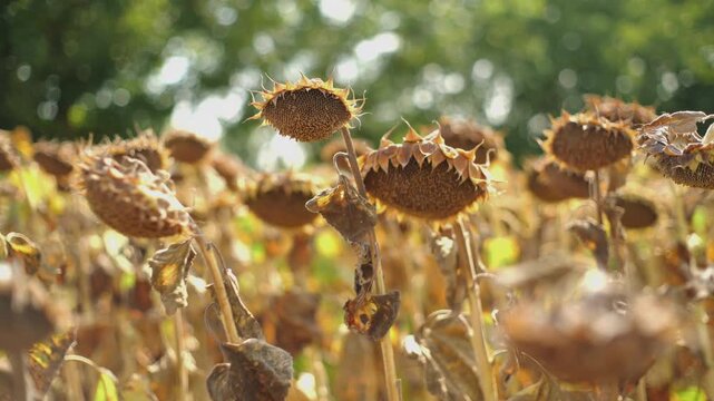 sunflower field ready for harvest