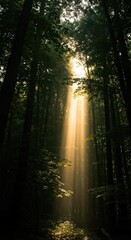 Fototapeta premium Sunlight streams through a dense forest canopy