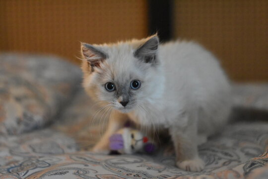 cat on a bed
