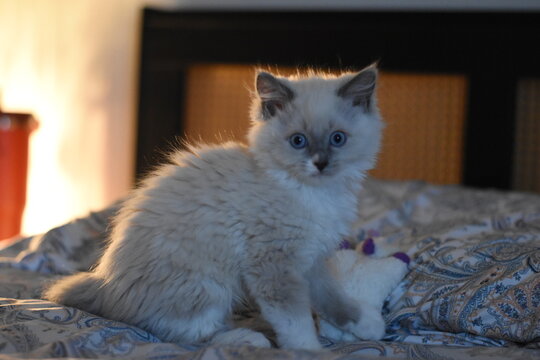 cat on the sofa