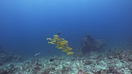 A pack of yellow snappers swim together gracefully in the blue sea, underwater