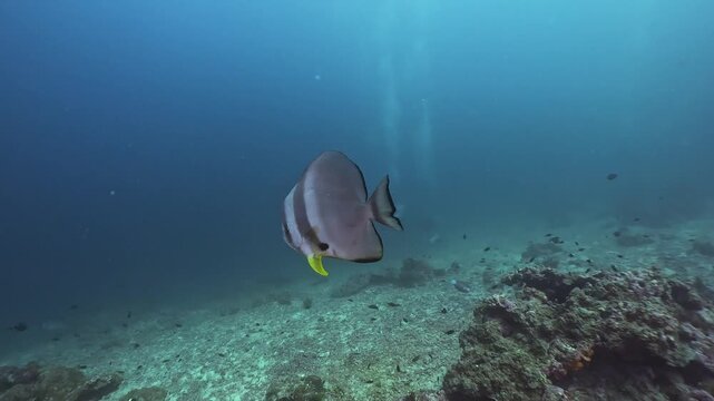 A batfish swims around the diver in the blue water