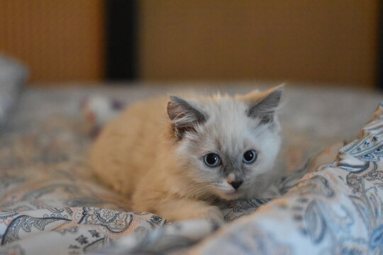 cat on the bed
