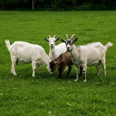 Obraz premium Adorable goats grazing peacefully on lush green grass in a beautiful field setting