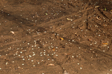 Beautiful white flowers fall all over the ground of Mimusops elengi, also known as Bokul.