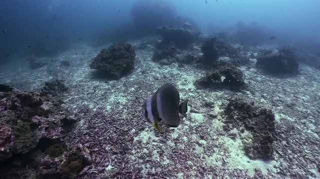 A big batfish swims around the diver, similan islands, thailand