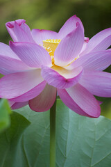 Ancient Origin Lotus