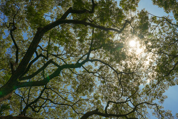 the sprawling branches and green leaves of a large tree canopy. The sun shines brightly against a clear blue sky, a concept of hope, nature, and peaceful serenity.