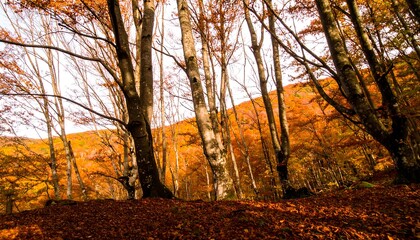Autumnal forest scene showcases vibrant fall colors amongst tall, slender trees.